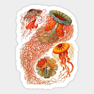 Haeckel Discomedusae Enhanced Antique Engraving Sticker